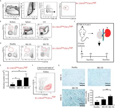 IRF8-Dependent Type I Conventional Dendritic Cells (cDC1s) Control Post-Ischemic Inflammation and Mildly Protect Against Post-Ischemic Acute Kidney Injury and Disease